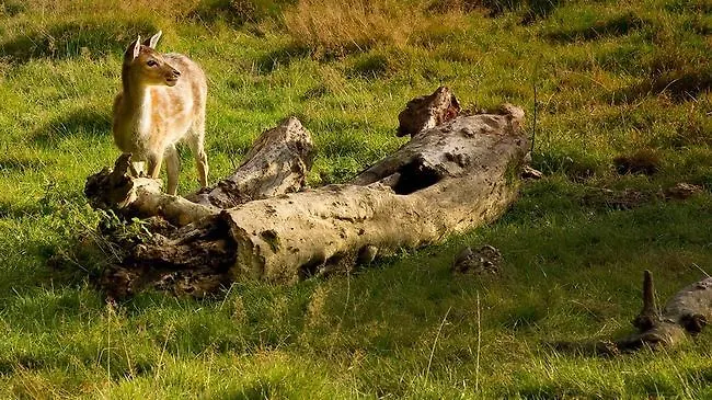 Buitenplaats Kasteel فندق